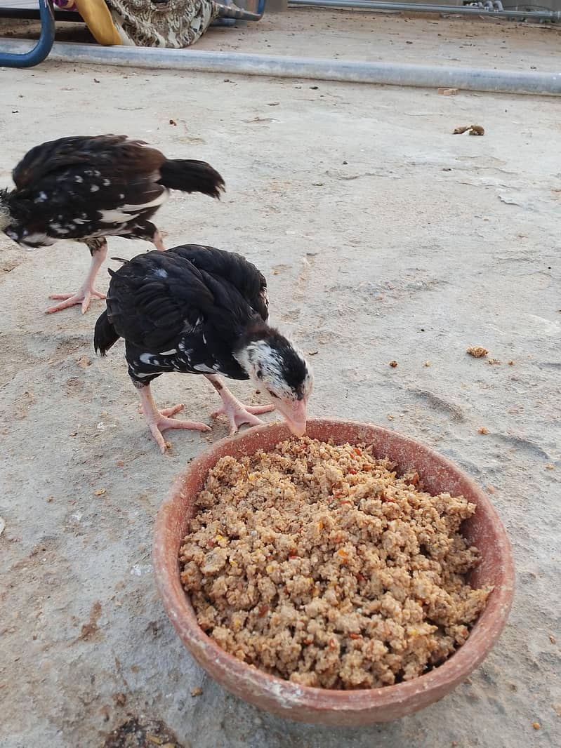 Australorp chicks aseel chicks and blue bentum fertile eggs

                                                            alt=