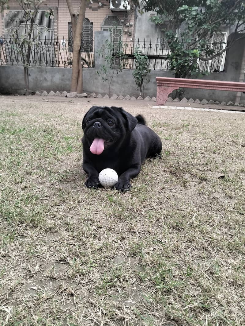 Black pug male

                                                            alt=