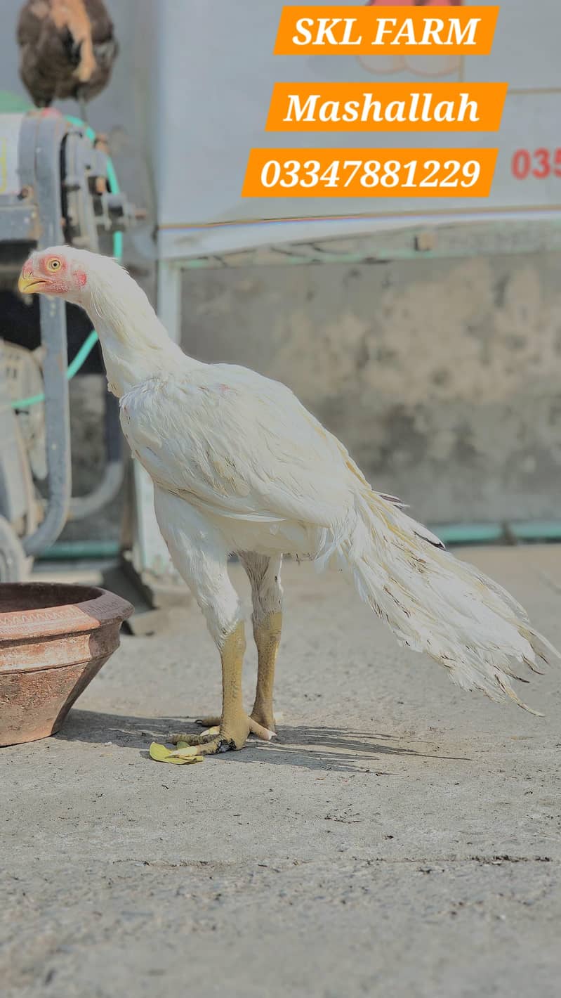 Indian Parrot | Parrot beak Male Pure Tamil nado | Coin Head Tampered

                                                            alt=