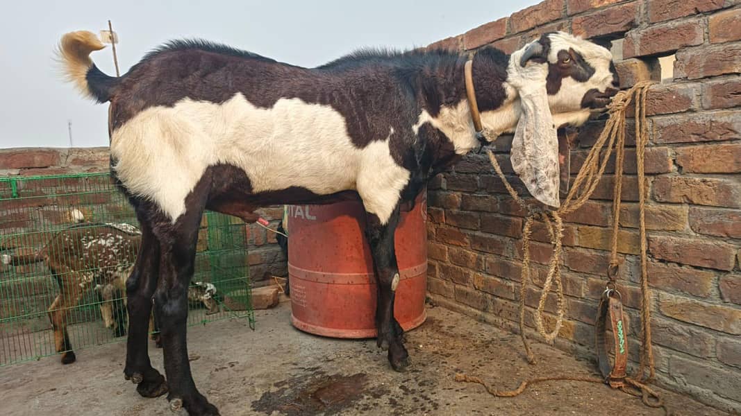 Male Goat | Bkra | Beetal Goat | Nagra Goat | 6 dant  | بکرا | Goat

                                                            alt=