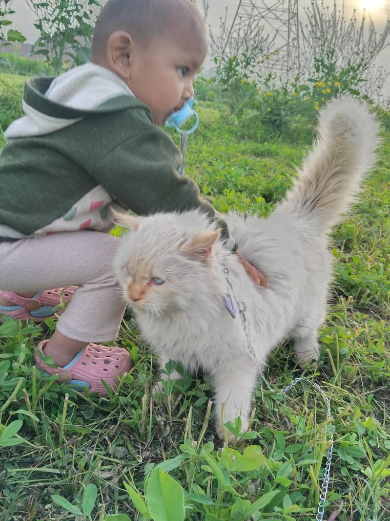 cat one year old age  tarepal  long coated

                                                            alt=