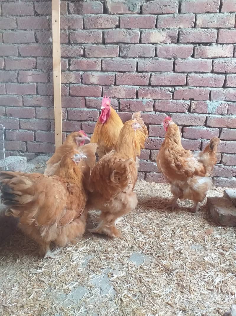 gelden heavy buff/white buff chicks/fancy hen/heavy buff chick's/chuzy

                                                            alt=