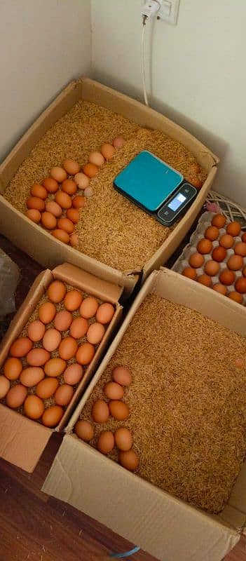 Non Fertile Eggs Of Lohamann Brown and black

                                                            alt=