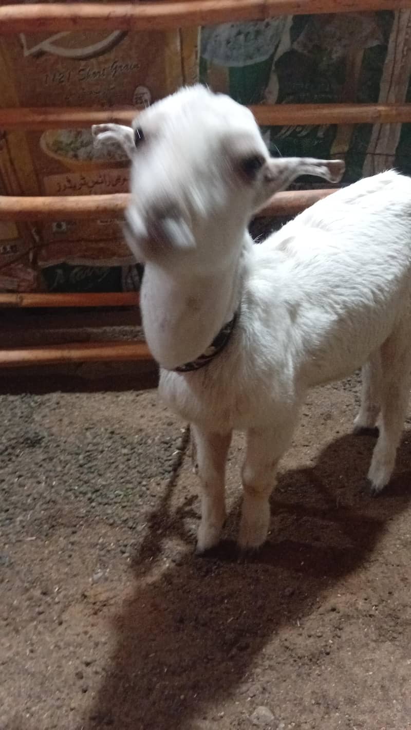 teddy bakra avalible goat in health healthy and active