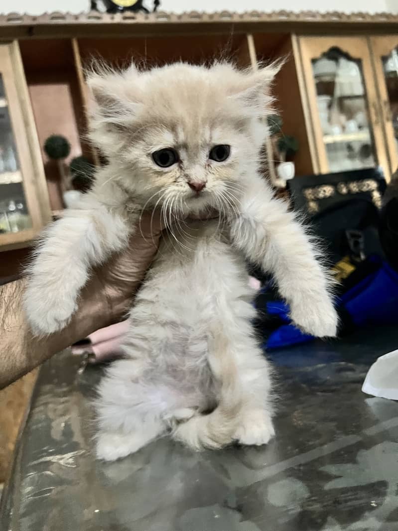 2 male Persian Kittens

                                                            alt=