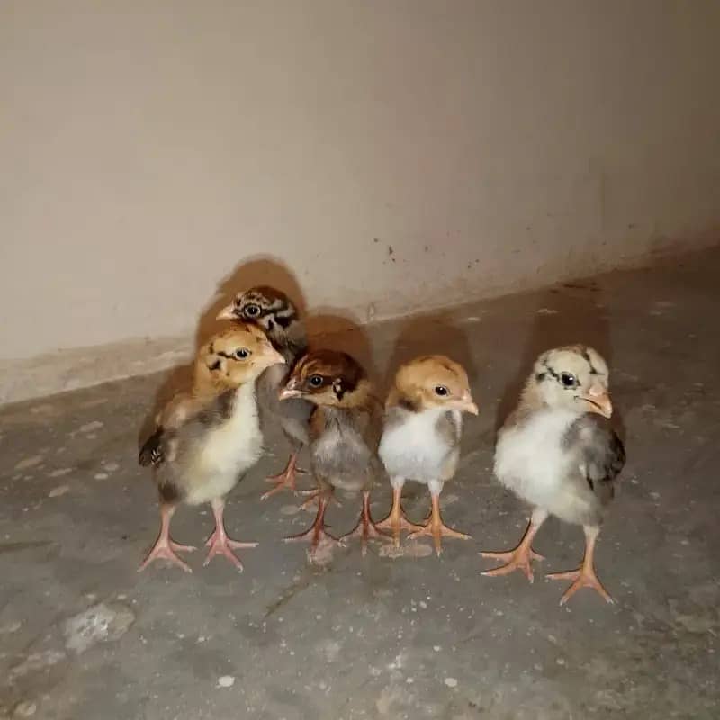 aseel | mianwali aseel | pakistani aseel | lakha | cheena | jawa

                                                            alt=