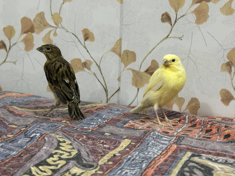 Canary singing full star baby and brighter pair

                                                            alt=