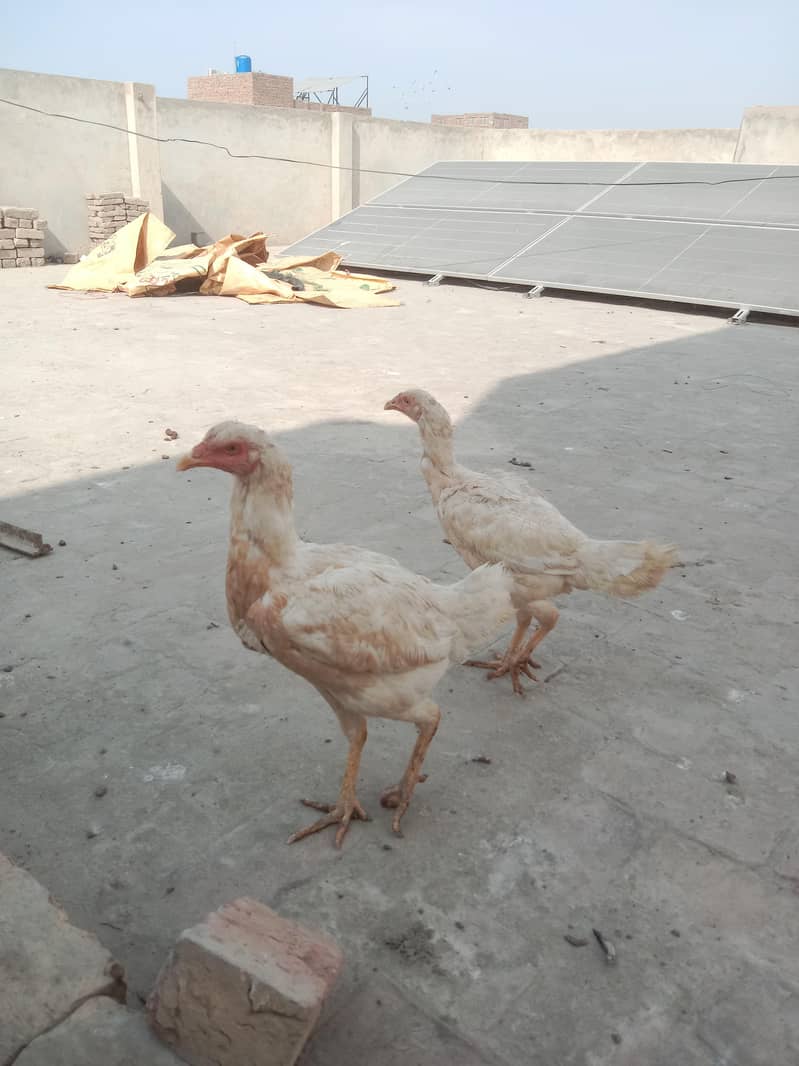 Aseel Madi

                                                            alt=