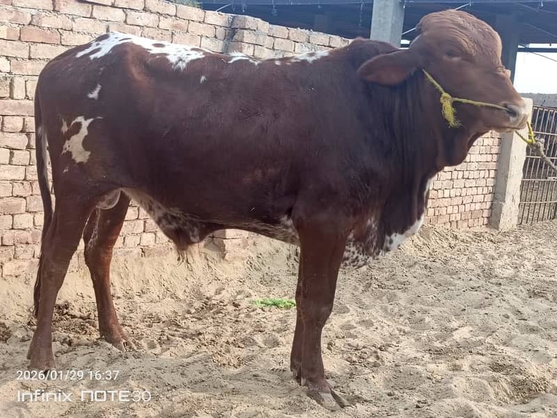 nukra Bull | cholistani Wcha | ablak Bull | bachry |qurbani bull Wacha

                                                            alt=