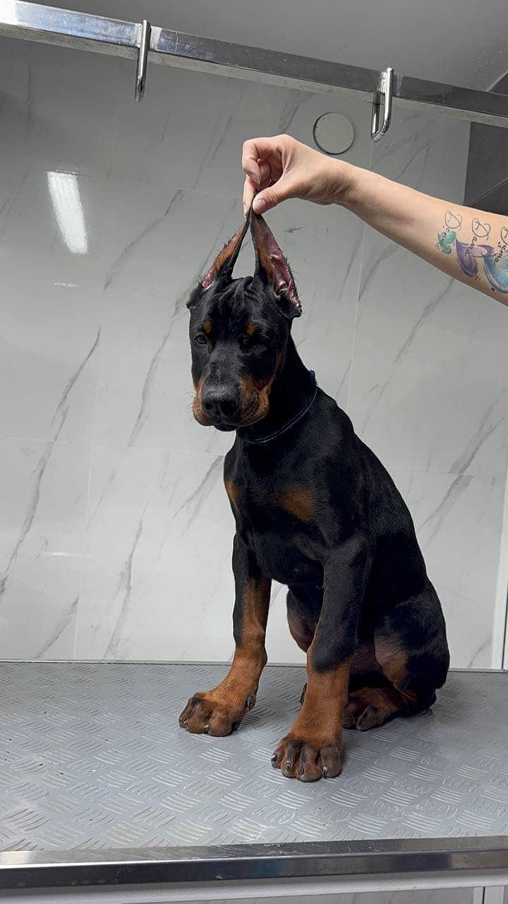 IMPORTED DOBERMAN PINSCHER PUPPIES AVAILABLE FOR SALE

                                                            alt=