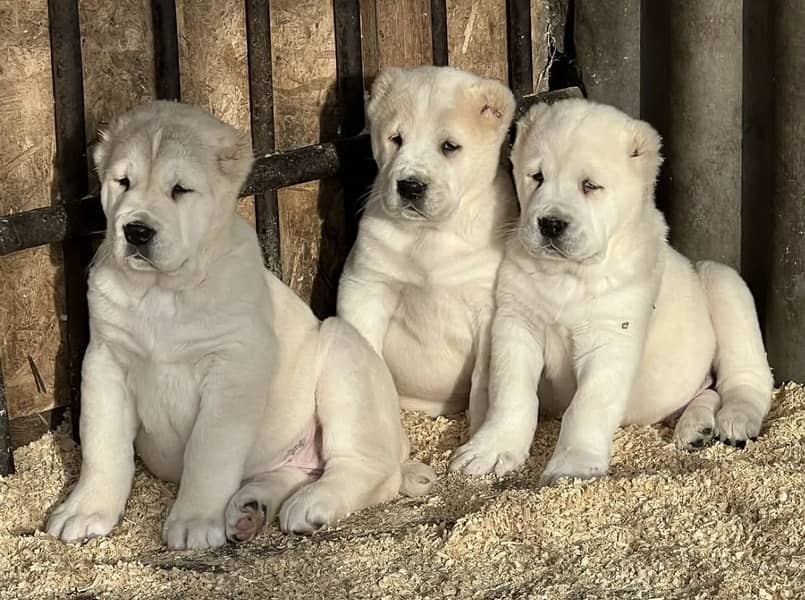 IMPORTED ALABAI PUPPIES | Top Quality | Highly Pedigreed Available

                                                            alt=