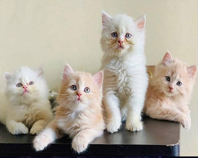 Cash On Delivery High Quality Persian Kittens or Persian Cat Babies

                                                            alt=