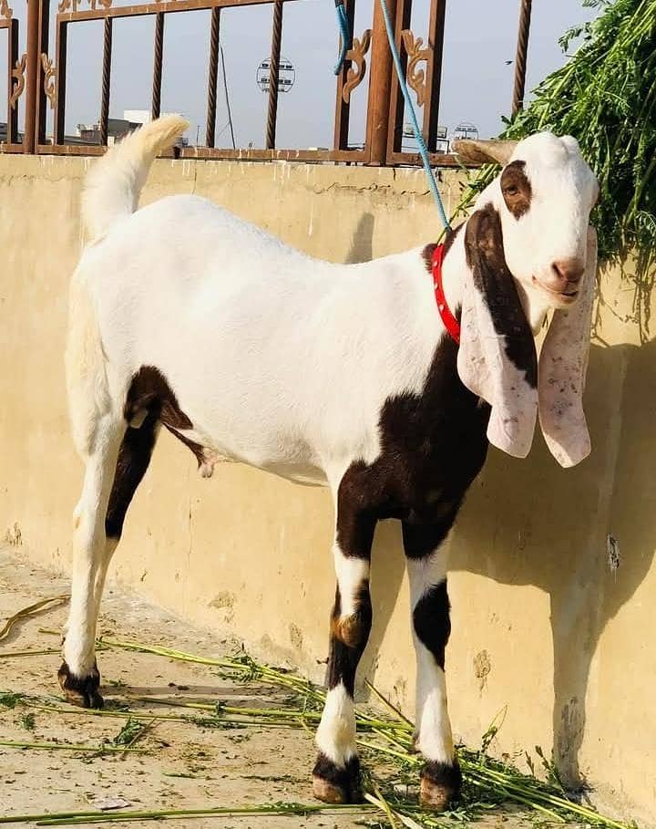 Rajanpuri bakra argent for sale 03203884276

                                                            alt=