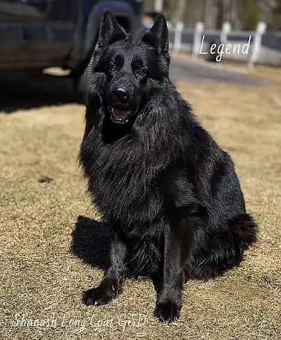 Pedigree long coated black German shepherd puppies available for sale

                                                            alt=