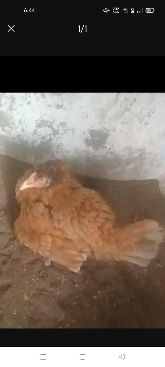 Aseel Kurak Hen

                                                            alt=