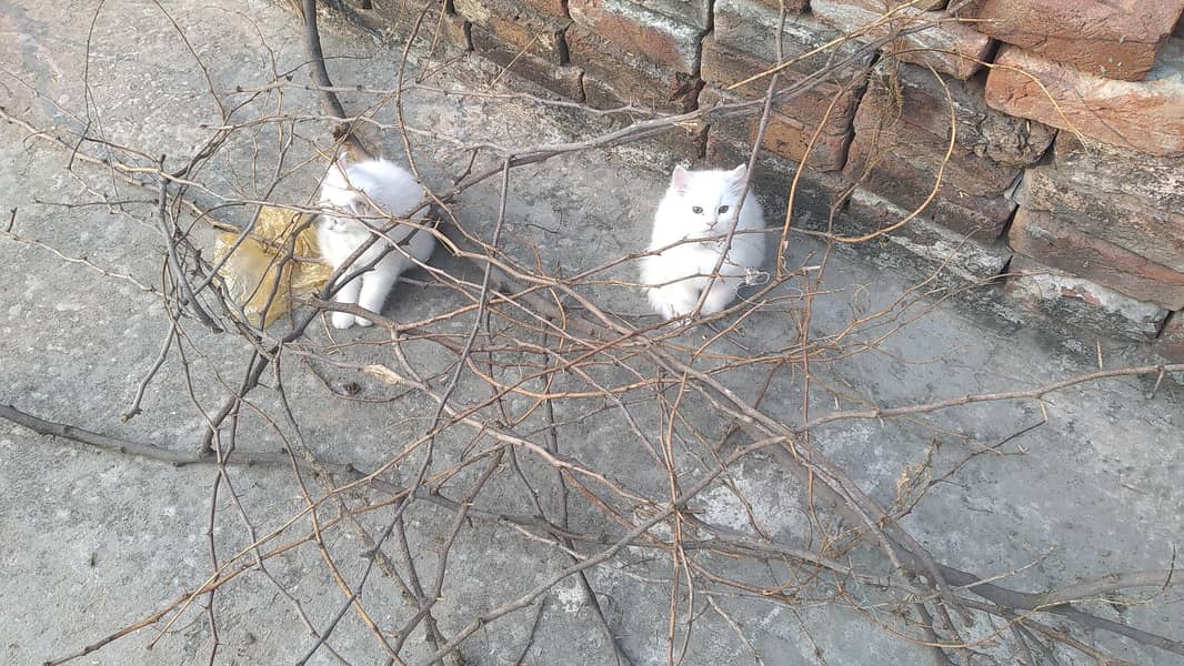 Persian breed cats

                                                            alt=