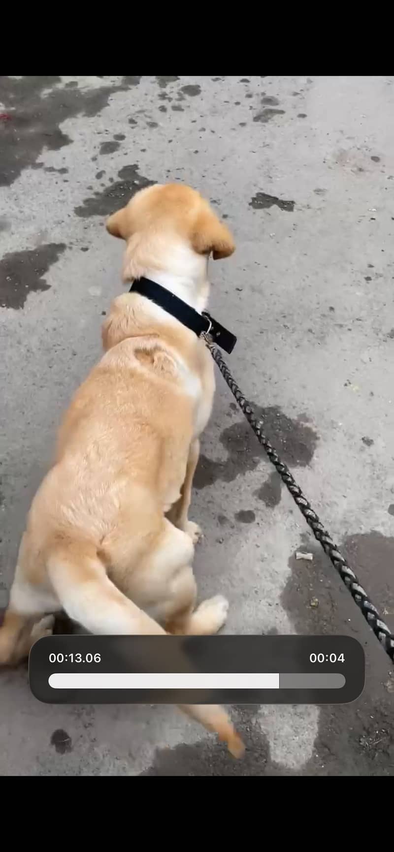 Pure Yellow Labrador Retriever (Male) – PKC Registered, Microchippe

                                                            alt=