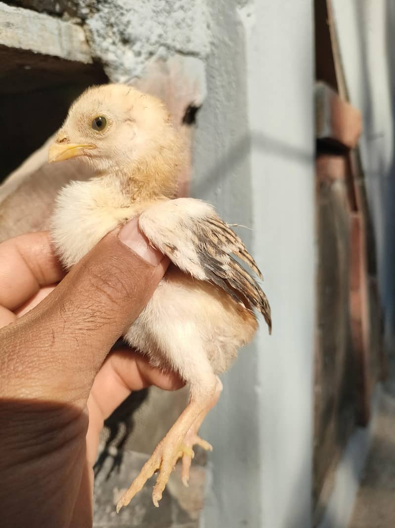 High class chiks

                                                            alt=