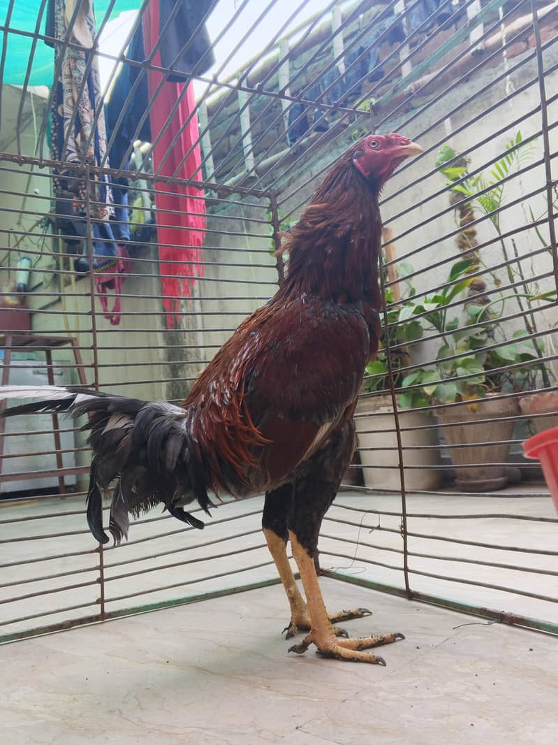 aseel mianwali

                                                            alt=