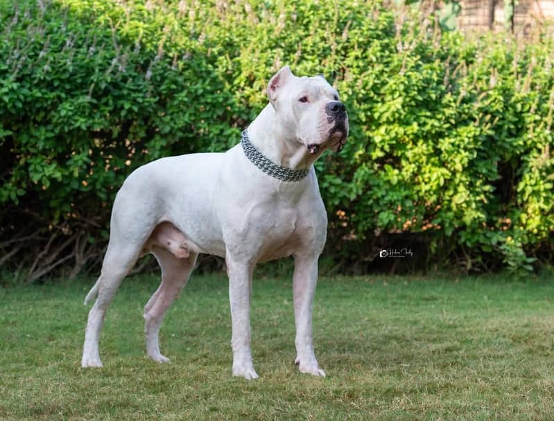 VERY HIGH QUALITY DOGO ARGENTINO PUPPY AVAILABLE FOR SALE

                                                            alt=