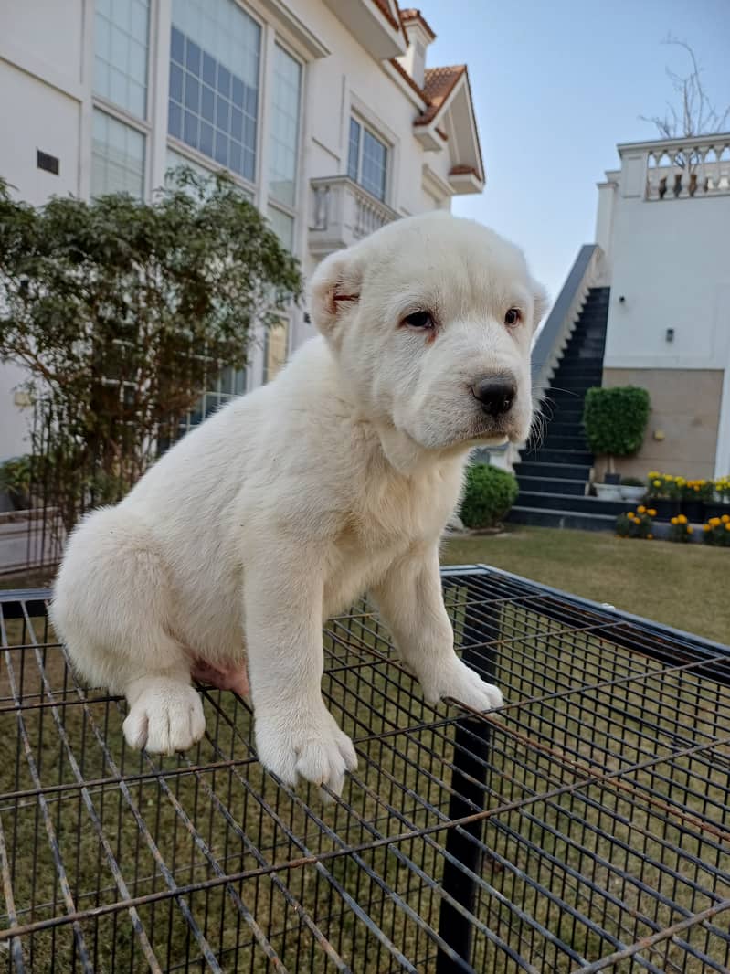 Central Asian Shepherd - For Sale

                                                            alt=