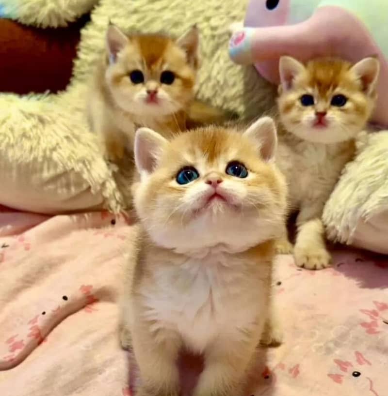 IMPORTED SCOTTISH FOLD/ BRITISH SHORTHAIRS / MAIN COONS CATS AVAILABLE

                                                            alt=