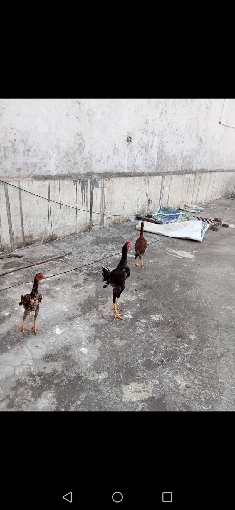 3 Shamoo For Sale

                                                            alt=