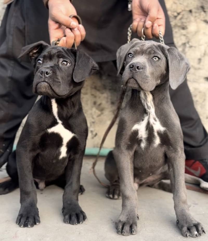 IMPORTED CANE CORSO PUPPIES

                                                            alt=
