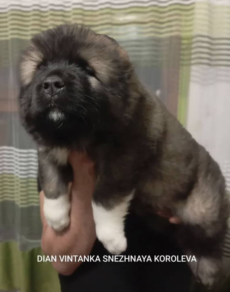 IMPORTED CAUCASIAN SHEPHERD PUPPIES - TOP QUALITY - HIGHLY PEDIGREED

                                                            alt=