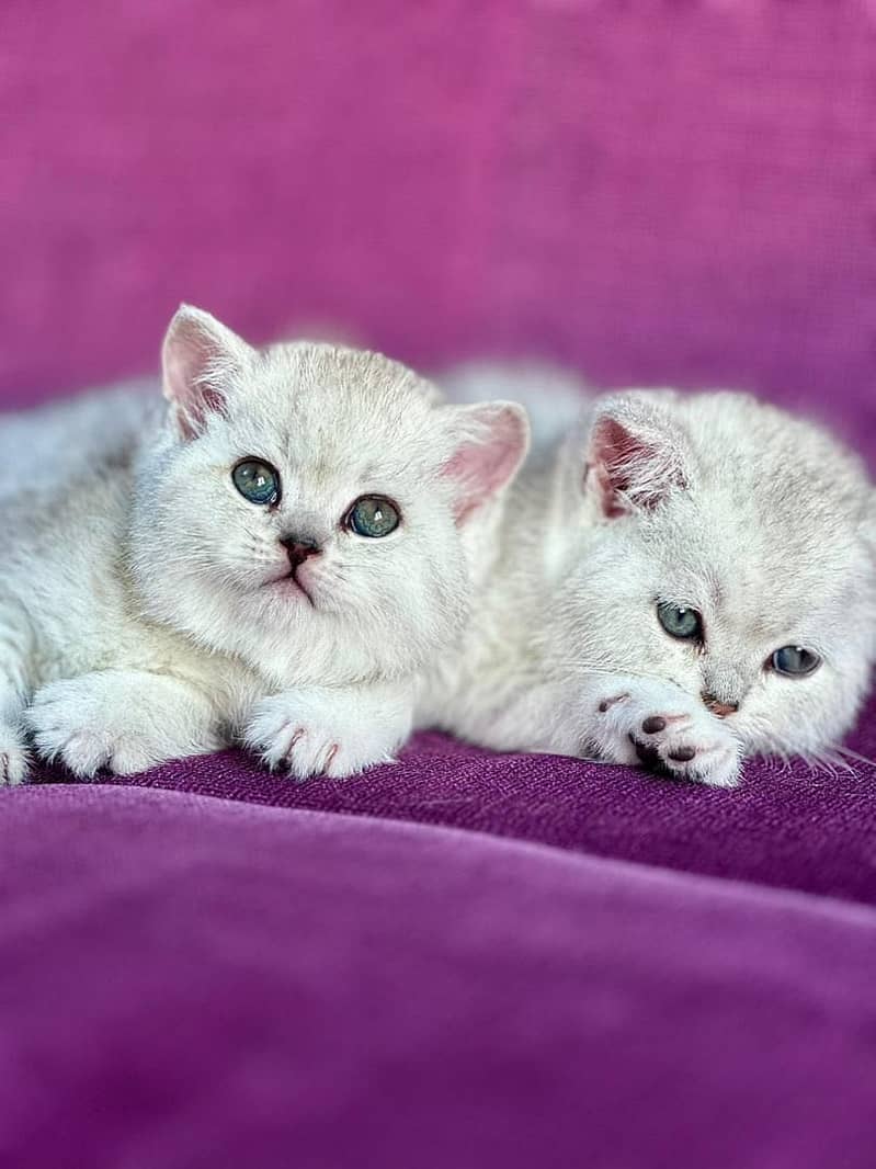 IMPORTED SCOTISH FOLD/ BRITISH SHORTHAIR KITTENS AVAILABLE FOR SALE

                                                            alt=