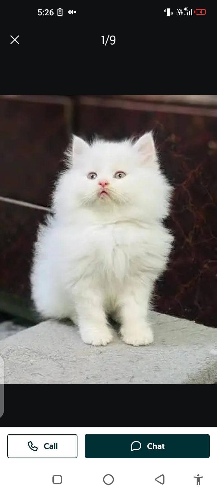 Persian/cat/for sale/Mel aur female/my/ WhatsApp/ number/03214/3907/46

                                                            alt=