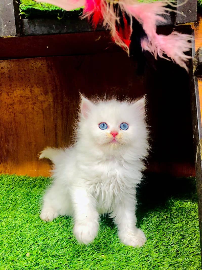 cash on delivery Persian Cats & Kittens Available — Healthy & Playful

                                                            alt=