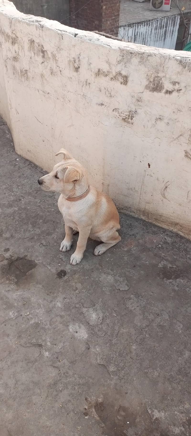 Siberian husky and libra cross

                                                            alt=