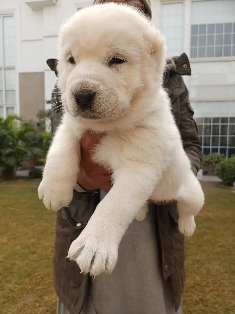 Central Asian Shepherd - For Sale

                                                            alt=