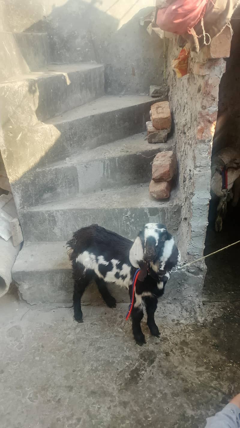 bakri

                                                            alt=