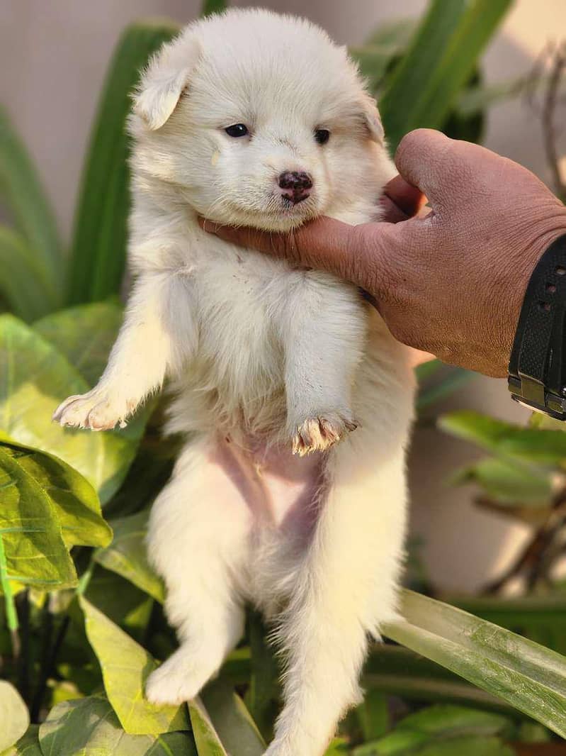 Russian dogs pink nose puppy.

                                                            alt=