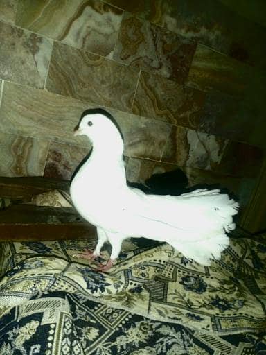 behrini blood line imported

                                                            alt=