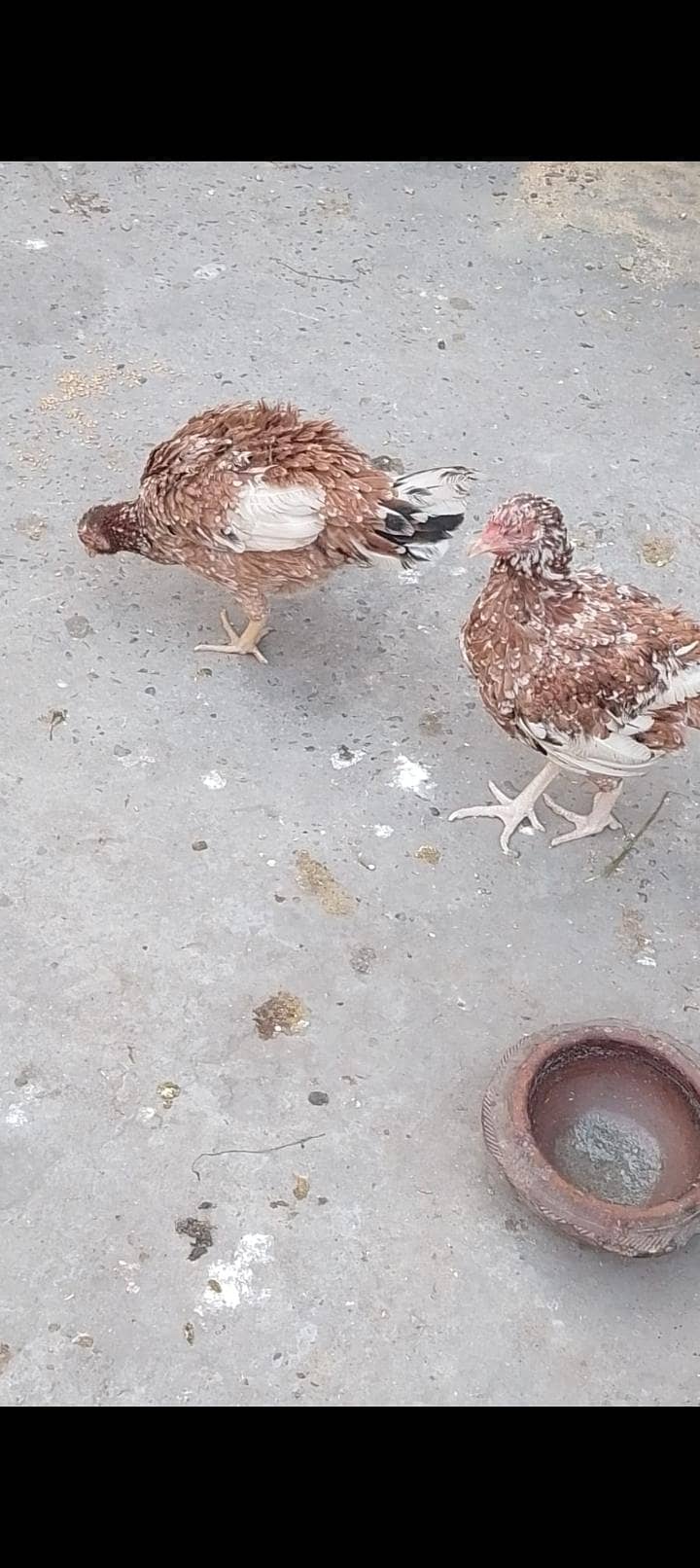 Aseel kurak hens

                                                            alt=