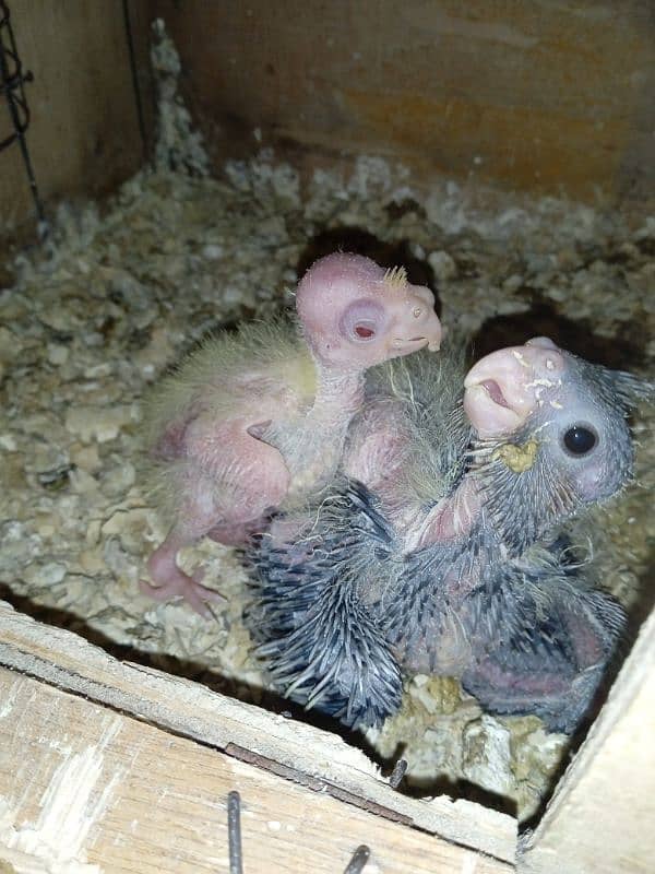 koctails chicks

                                                            alt=