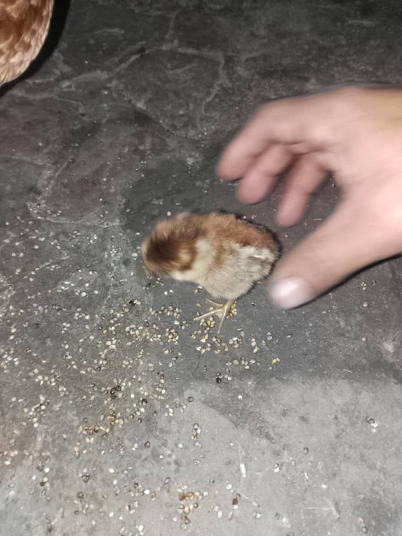 1 aseel madi 2 chicks aseel

                                                            alt=