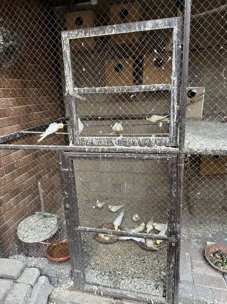 Cocktails birds red eye eno & creamy cocktail red eyses

                                                            alt=