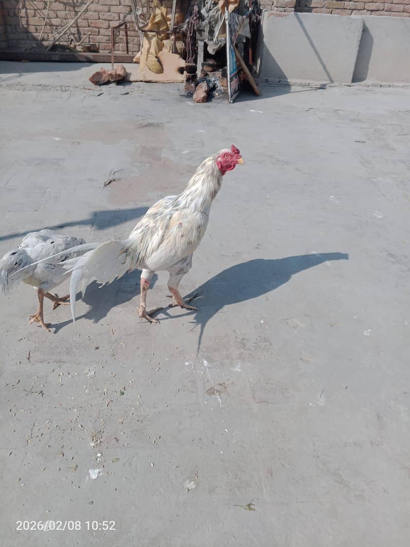 Cheena mianwali walati touch

                                                            alt=