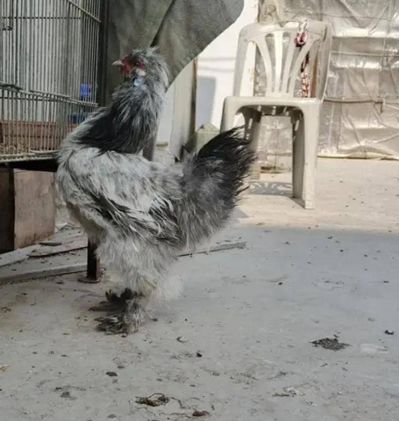 Silkie murgha

                                                            alt=