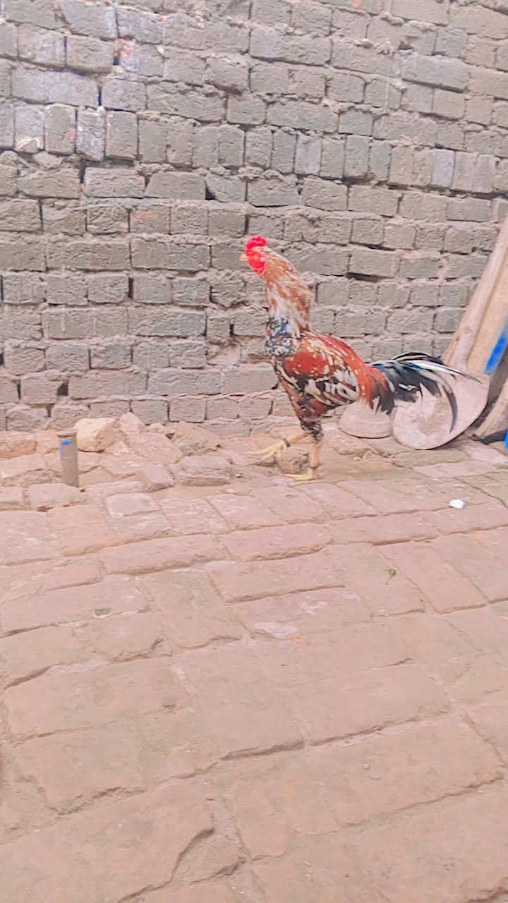 hamar pass ak murga big murga ha check kar ka lajia

                                                            alt=