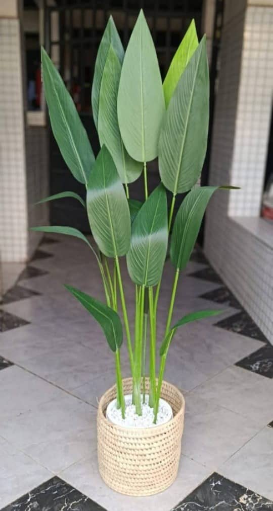 Artificial Plants for home and office

                                                            alt=