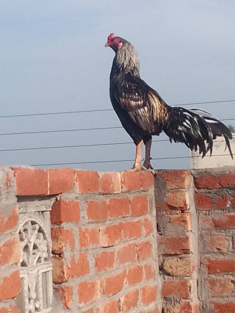 shokeen hzrat k liye

                                                            alt=