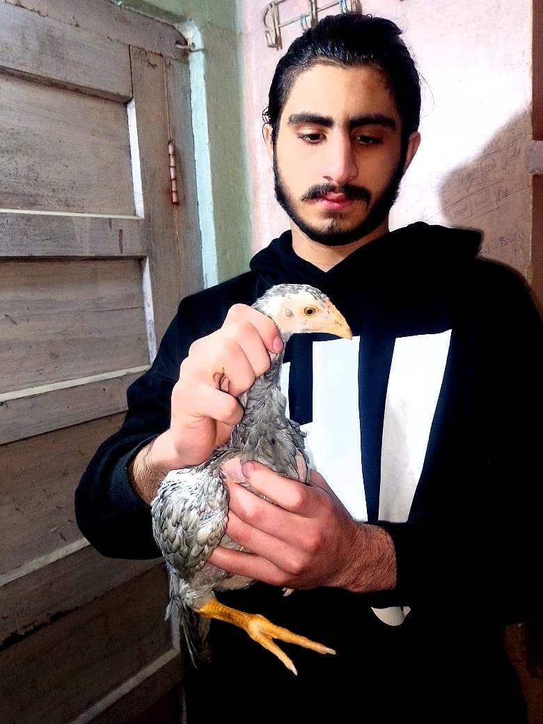 aseel lasani

                                                            alt=