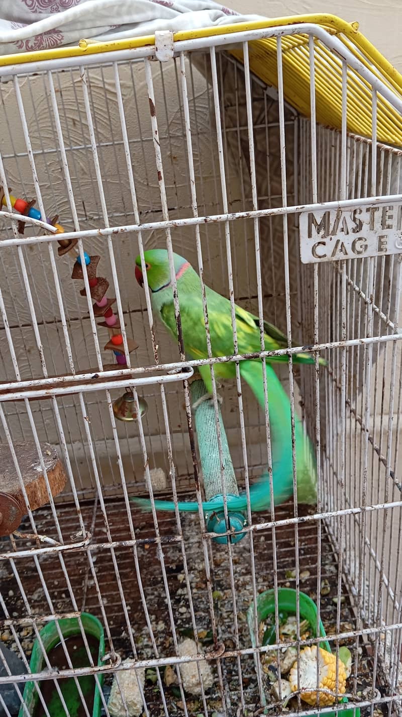 I want sell my Ring neck parrot

                                                            alt=