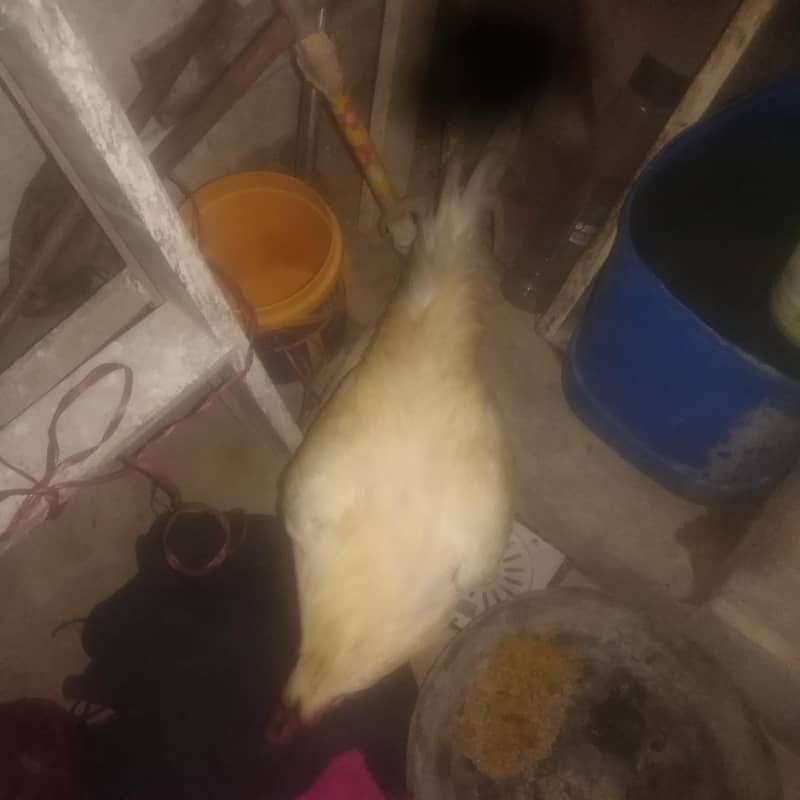 pure aseel

                                                            alt=