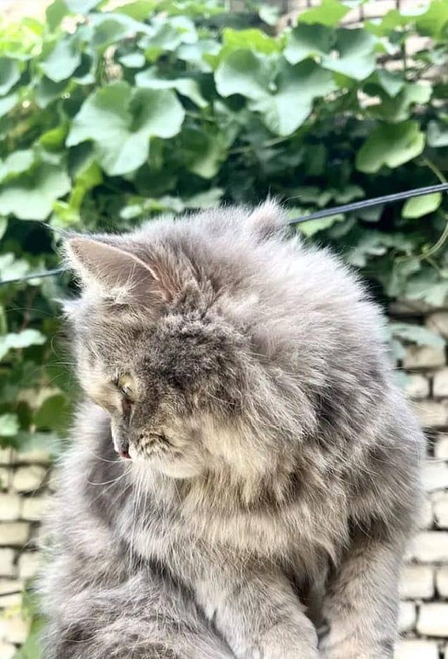 Beautiful Fluffy Grey Persian Cat for Sale / Active and Healthy

                                                            alt=